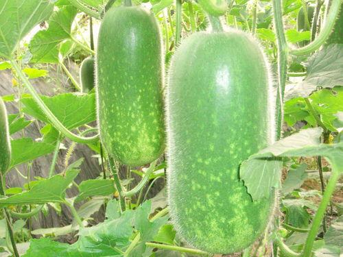 网红大瓜博雅吃瓜视频最全观看 吃瓜网在线观看视频,全网最全大瓜在线观看指南